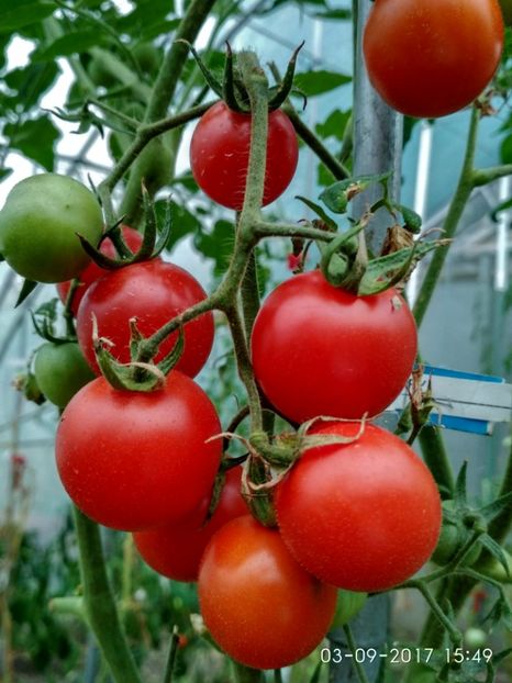 CHERRY CHADWICK (23) - CHERRY CHADWICK