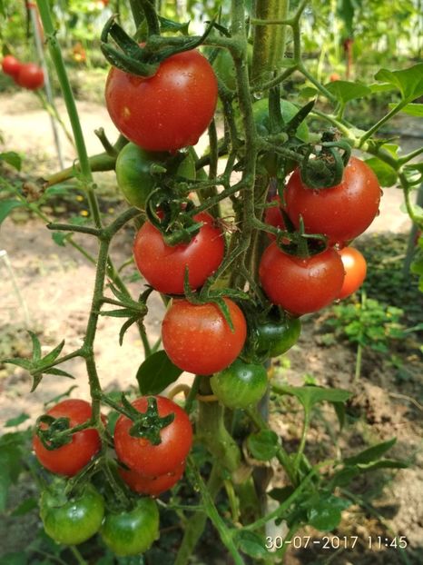 CHERRY CHADWICK(4) - CHERRY CHADWICK