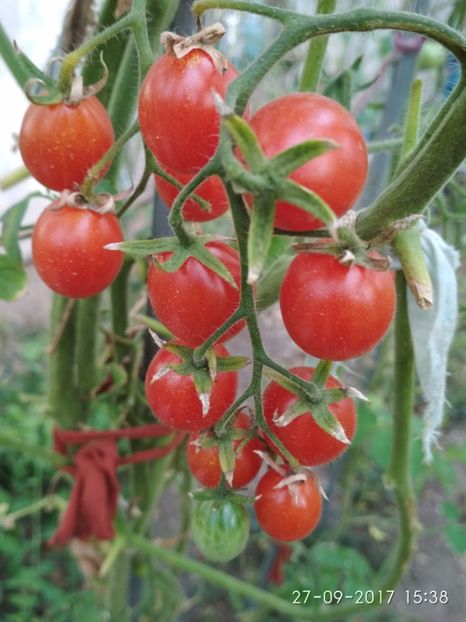 CHERRY SWEETIE  (1) - CHERRY SWEETIE