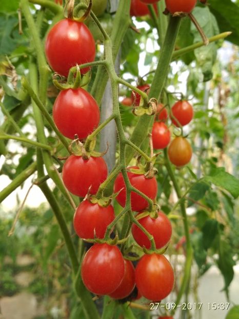 CHERRY SWEETIE  (2) - CHERRY SWEETIE