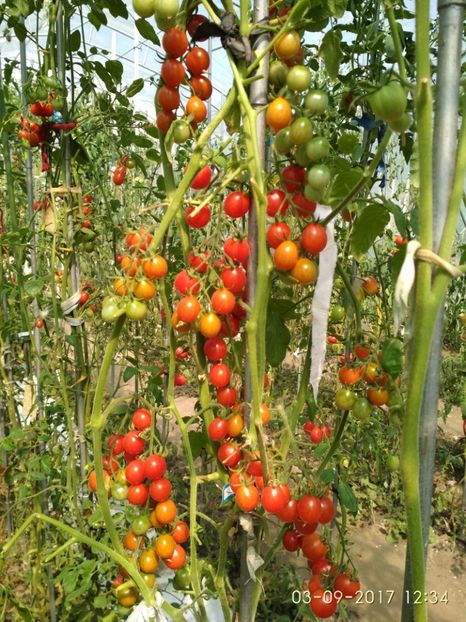 CHERRY SWETTIE  (3) - CHERRY SWEETIE