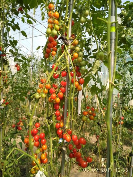 CHERRY SWETTIE  (4) - CHERRY SWEETIE