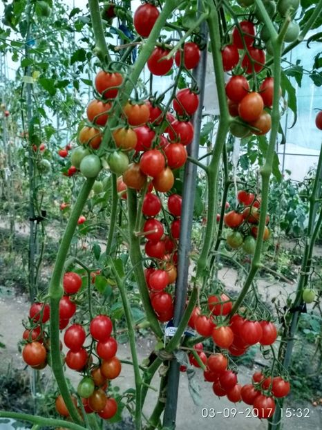 CHERRY SWETTIE  (6) - CHERRY SWEETIE