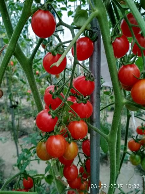 CHERRY SWETTIE  (7) - CHERRY SWEETIE