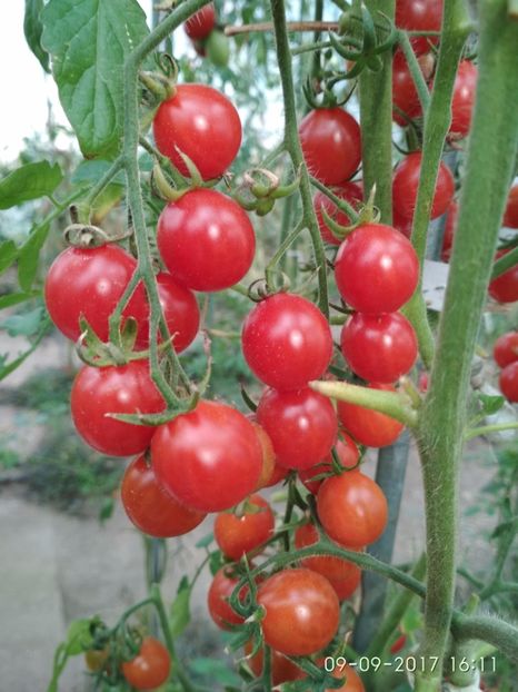 CHERRY SWETTIE  (13) - CHERRY SWEETIE