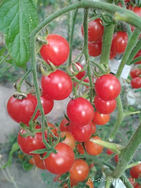 CHERRY SWETTIE  (14) - CHERRY SWEETIE