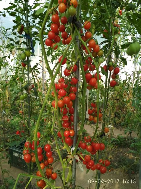 CHERRY SWETTIE  (20) - CHERRY SWEETIE