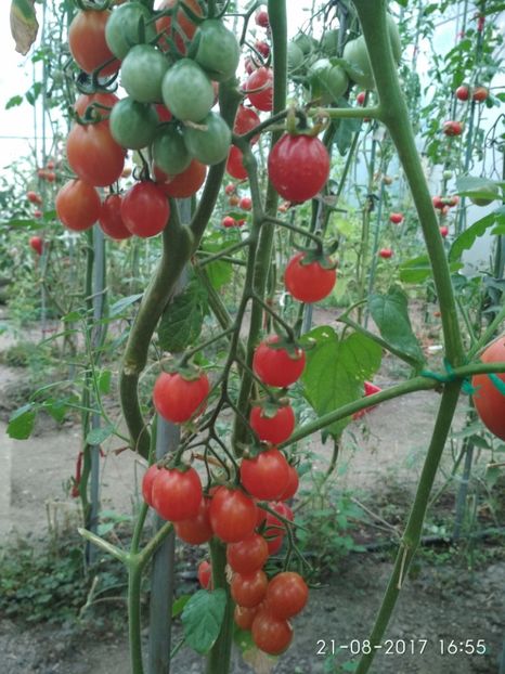 CHERRY SWETTIE  (31) - CHERRY SWEETIE