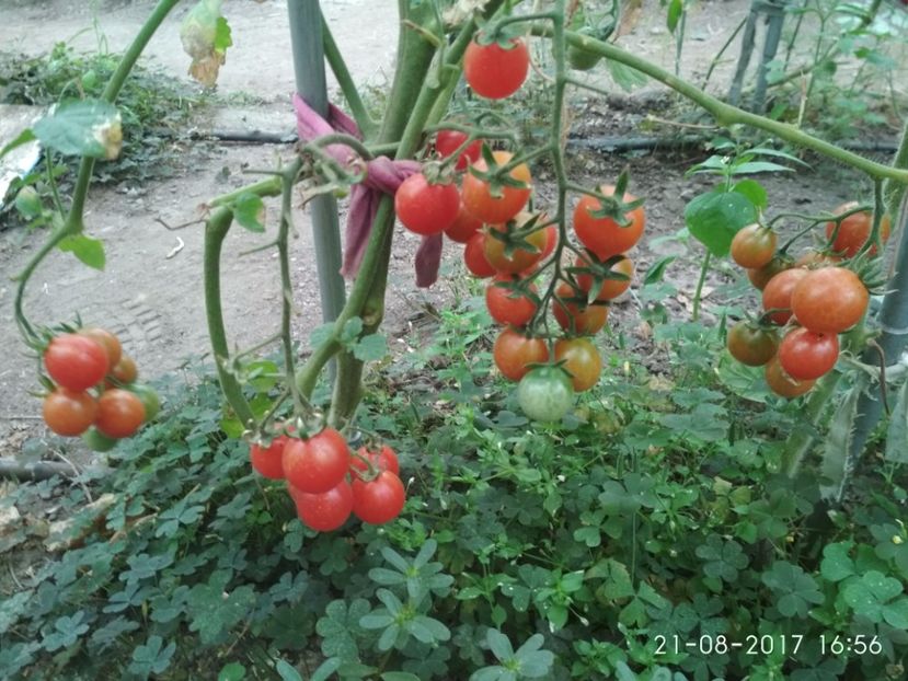 CHERRY SWETTIE  (32) - CHERRY SWEETIE