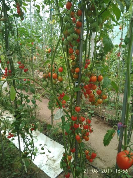 CHERRY SWETTIE  (34) - CHERRY SWEETIE