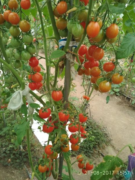 CHERRY SWETTIE  (35) - CHERRY SWEETIE