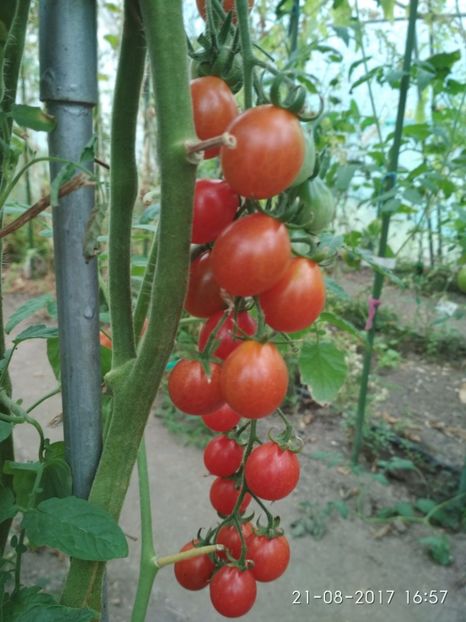 CHERRY SWETTIE  (37) - CHERRY SWEETIE