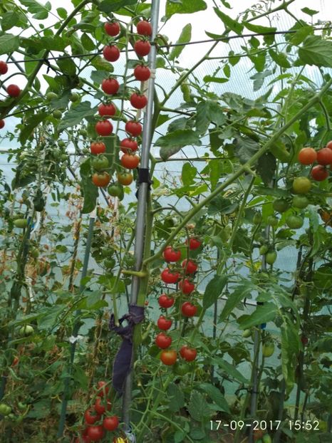 CHERRY EARLY RED KOROLENKO  (5) - CHERRY EARLY RED KOROLENKO