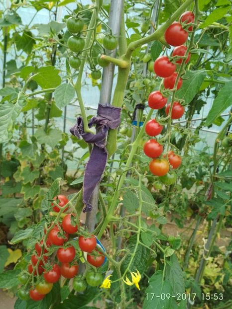 CHERRY EARLY RED KOROLENKO  (6) - CHERRY EARLY RED KOROLENKO