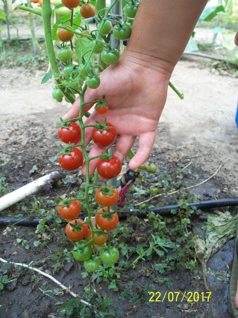 CHERRY EARLY RED KOROLENKO (4) - CHERRY EARLY RED KOROLENKO