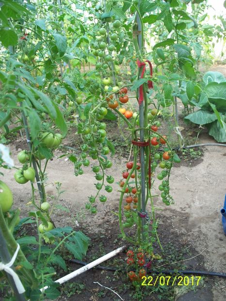 CHERRY EARLY RED KOROLENKO (8) - CHERRY EARLY RED KOROLENKO