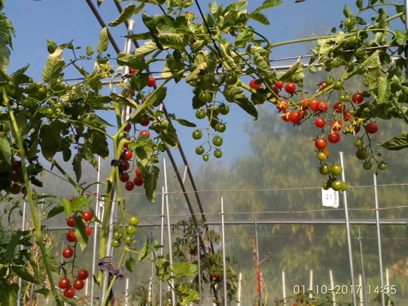 CHERRY EARLY RED KOROLENKO (11) - CHERRY EARLY RED KOROLENKO