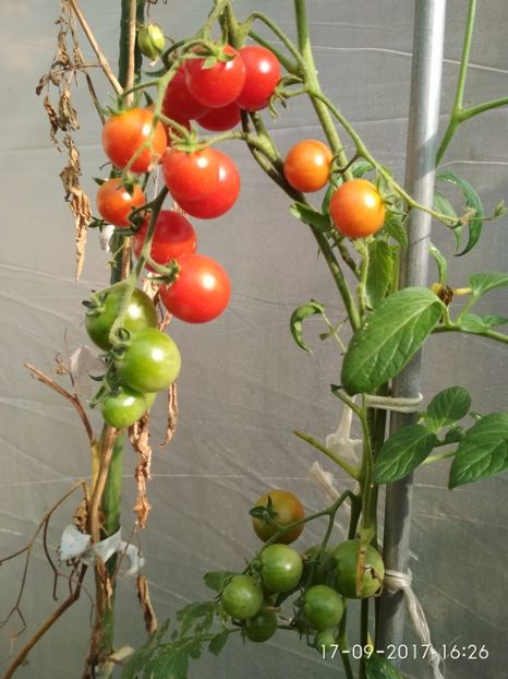 CHERRY COCKAIL (1) - CHERRY COCKTAIL