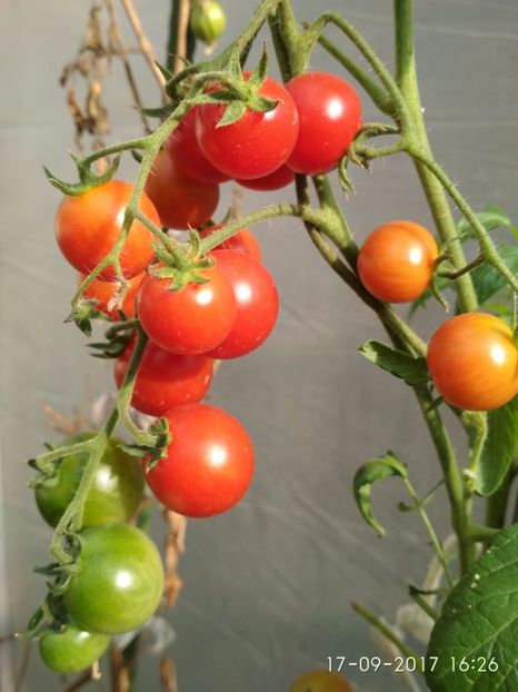 CHERRY COCKAIL (8) - CHERRY COCKTAIL