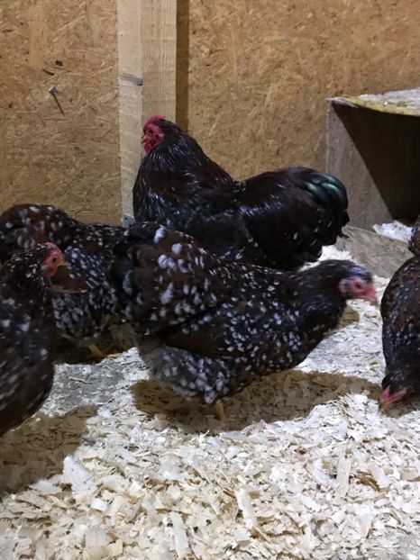 123A5BD2-FC5C-42B4-848F-293A1B96C532 - 1-2018 Wyandotte portelan pitic