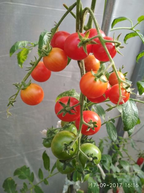 CHERRY COCKAIL (2) - CHERRY COCKTAIL