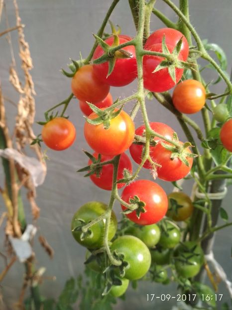 CHERRY COCKAIL (4) - CHERRY COCKTAIL