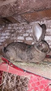 3 - femela 16 03 2017 AAAA