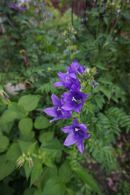  - Campanula