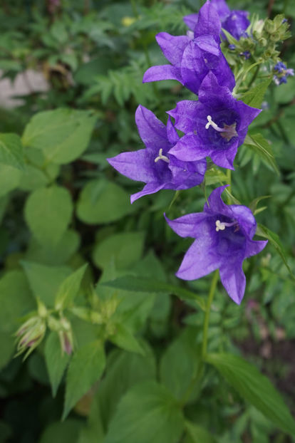  - Campanula