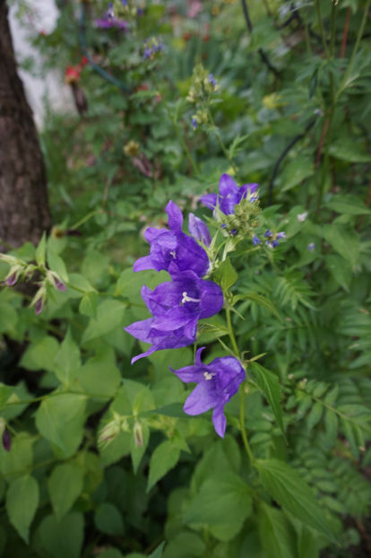  - Campanula