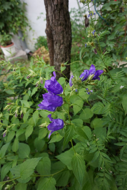  - Campanula