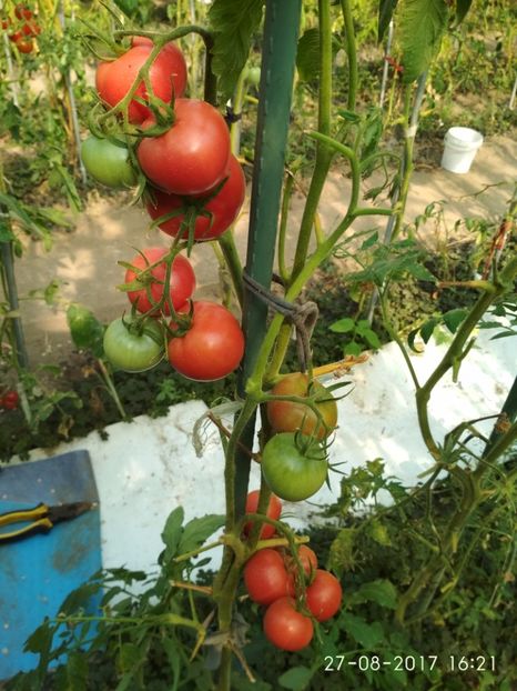 CHIO CHIO SAN (3) - CHIO CHIO SAN