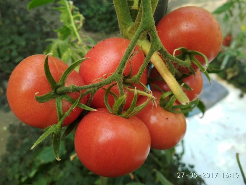 CHIO CHIO SAN (6) - CHIO CHIO SAN