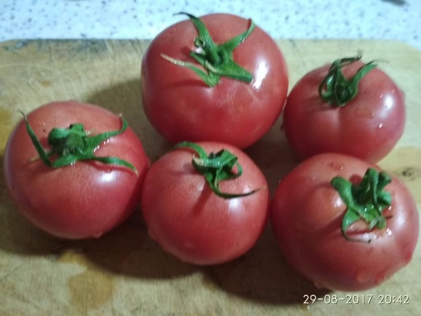 CHIO CHIO SAN (9) - CHIO CHIO SAN