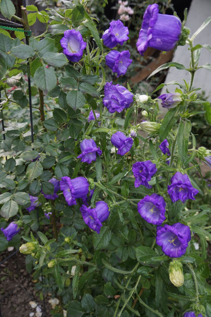  - Campanula