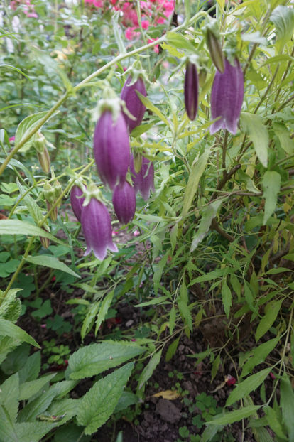  - Campanula