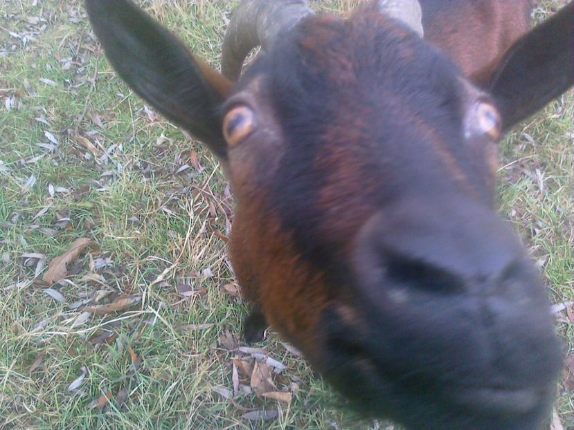 Beee! :)) - 0-Alpina Franceza