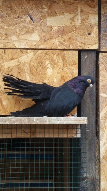 Mascul 2016 a - Negri trenati de bucuresti - negri turci