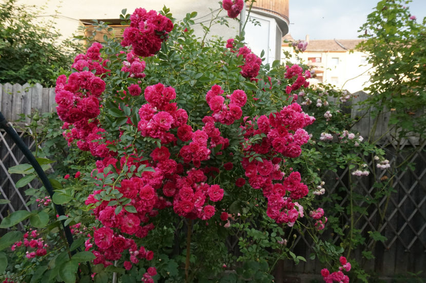  - Excelsa