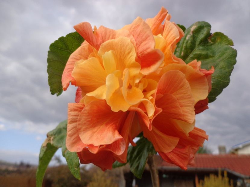  - HIBISCUS PUNTA GORDA SUNSET