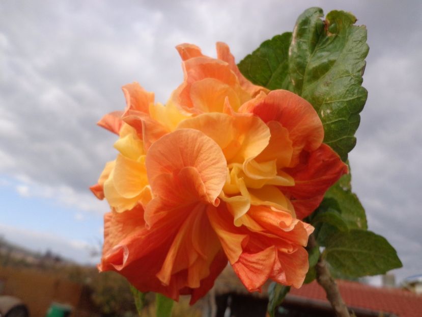  - HIBISCUS PUNTA GORDA SUNSET