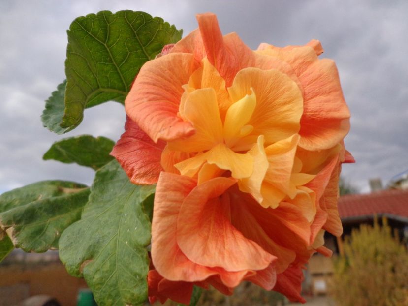  - HIBISCUS PUNTA GORDA SUNSET