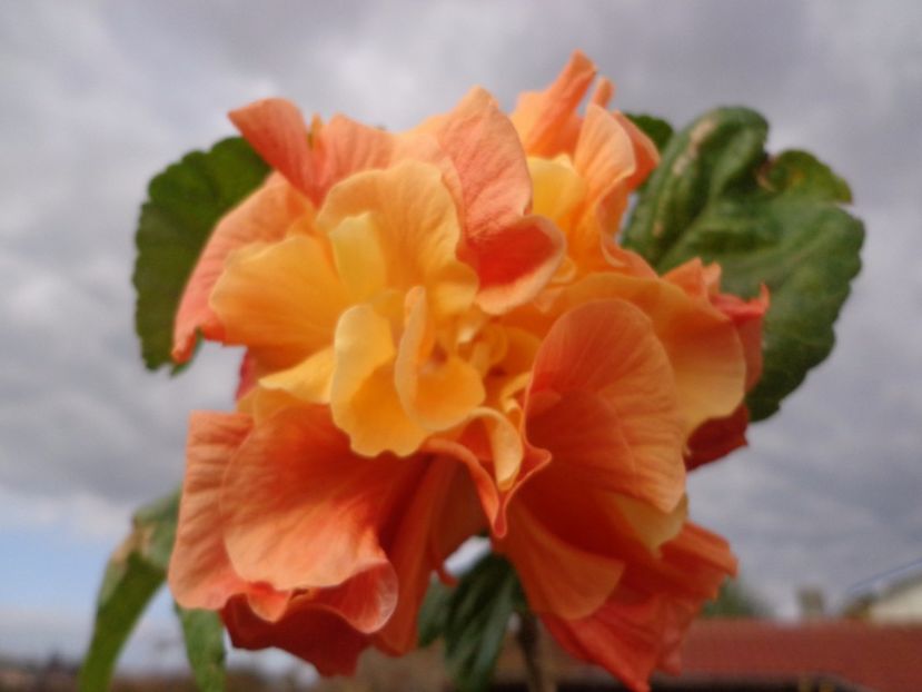  - HIBISCUS PUNTA GORDA SUNSET