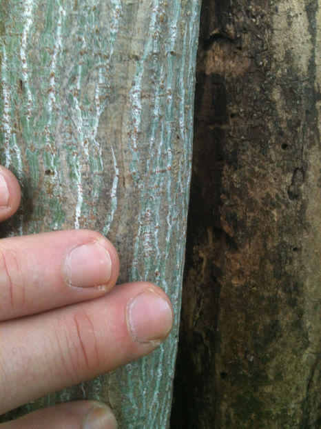 Acer davidii - Artari - GENUL ACER