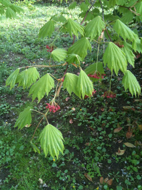 Acer japonicum - Artari - GENUL ACER