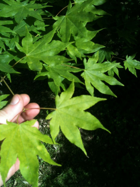 Acer palmatum - Artari - GENUL ACER