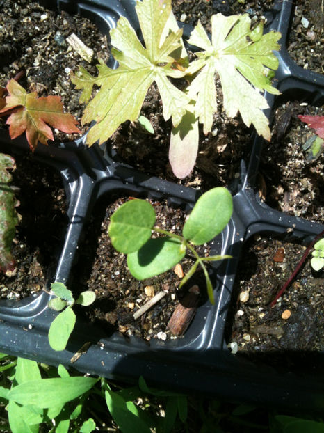 A. japonicum forma 'Attaryi' - Artari - GENUL ACER