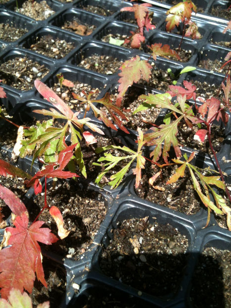 Acer japonicum forma 'Oregon Fern' - Artari - GENUL ACER