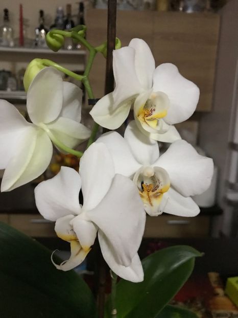  - Orhidee