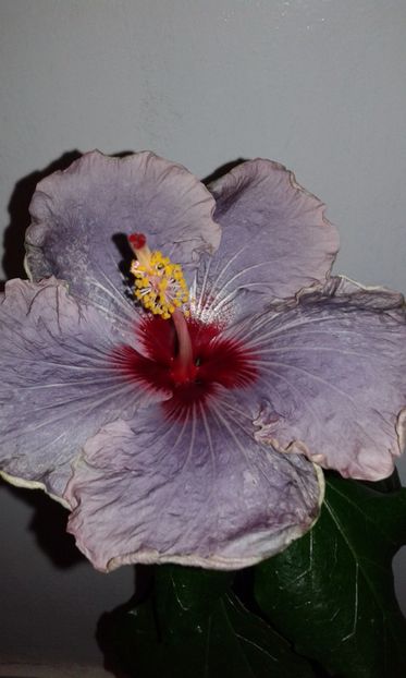  - Hibiscus Petra